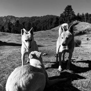 Dog behaviour, evolution and cognition