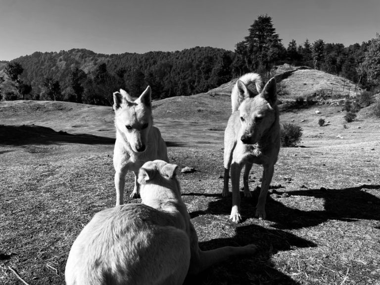 Dog behaviour, evolution and cognition