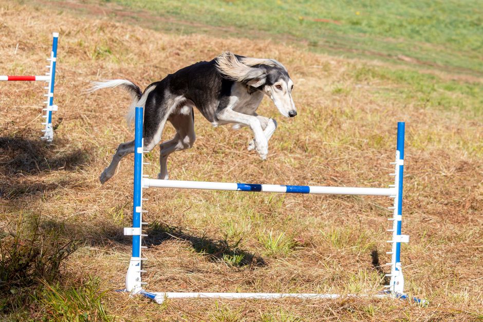 Fitness e propriocezione del cane