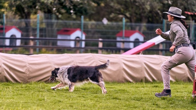 Dog Fitness Training. Approfondimenti