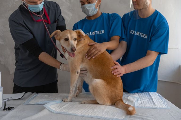 Medical Training per Cani
